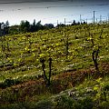 www.winnica-dolinasanu.pl, winnica dolina sanu, sanok, winnica, podparpackie, podkarpacie #WinnicaDolinaSanu #sanok #winnica #podparpackie #podkarpacie