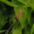 pająk #makro #Przyroda #zwierzęta
