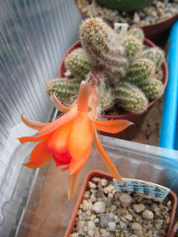 chamaecereus