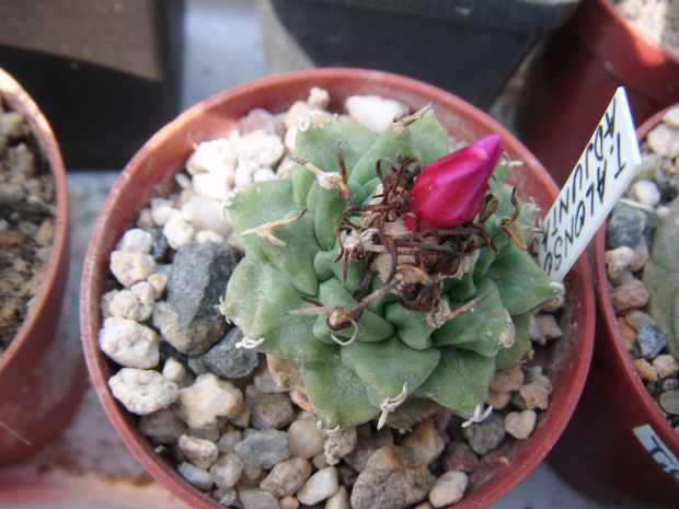 Turbinicarpus