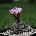 Gymnocalycium bruchii JO 162