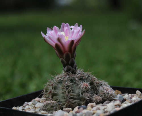 Gymnocalycium bruchii JO 162