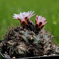 Gymnocalycium carolinense GN 90-273/876