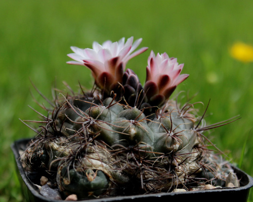 Gymnocalycium carolinense GN 90-273/876