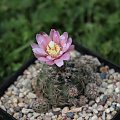 Gymnocalycium bruchii JO 162