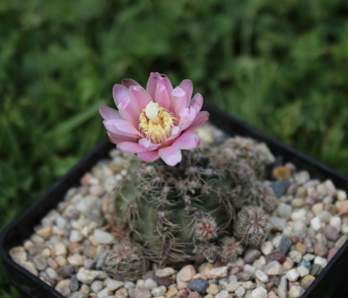 Gymnocalycium bruchii JO 162