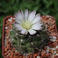 Gymnocalycium spec. STO 90-394