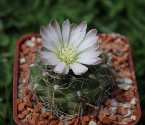 Gymnocalycium spec. STO 90-394