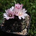 Gymnocalycium carolinense GN 90-273/876