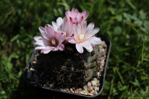 Gymnocalycium carolinense GN 90-273/876