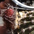 Echinopsis Bonzo