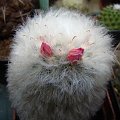 Mammillaria bocasiana