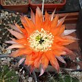 Echinopsis Bonzo