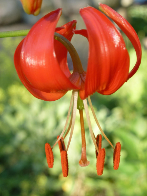 Lilium pumilum