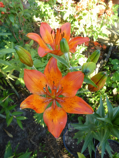 Lilium bulbiferum