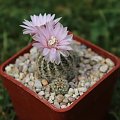 Gymnocalycium bruchii v. niveum, VS 144, La Higuerita, Cordoba, Argentina, 1300m