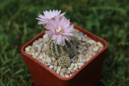 Gymnocalycium bruchii v. niveum, VS 144, La Higuerita, Cordoba, Argentina, 1300m