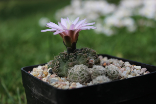 Gymnocalycium bruchii var. brigittae P 214, Argentyna, Cordoba, Taninga, 1850 m