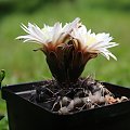 Gymnocalycium taningaense