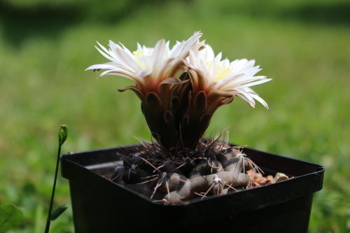 Gymnocalycium taningaense