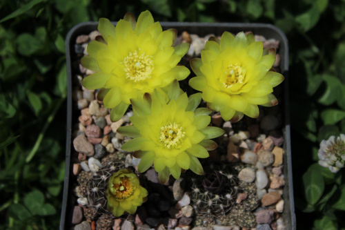 Gymnocalycium doppianum P 378, Cordoba (Pampa de San Luis 2000m), Argentyna