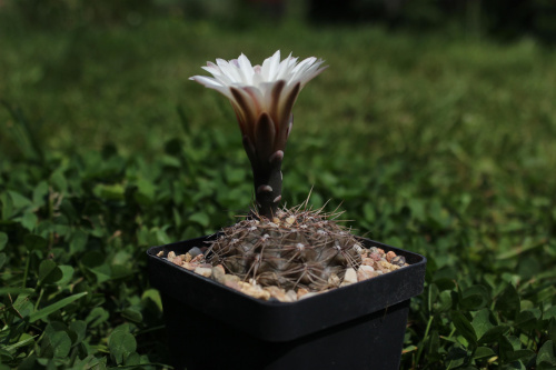 Gymnocalycium taningaense P 212