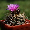 Gymnocalycium neuhuberi VS 7, Suyuque Nuevo, San Luis, Argentina, 1550m