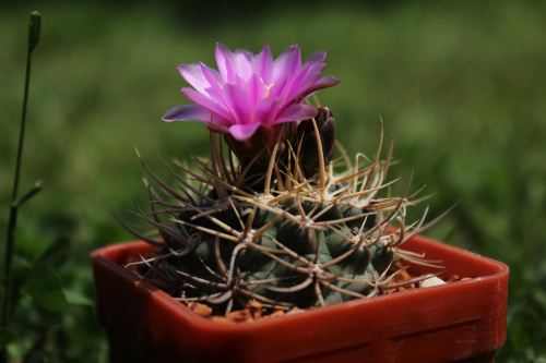 Gymnocalycium neuhuberi VS 7, Suyuque Nuevo, San Luis, Argentina, 1550m