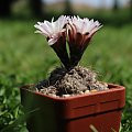 Gymnocalycium taningaense JO 310