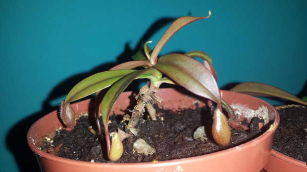 Dzbanecznik,Nepenthes,Rosliny owadożerne,Sanguinea #Dzbanecznik #Nepenthes #RoslinyOwadożerne #Sanguinea