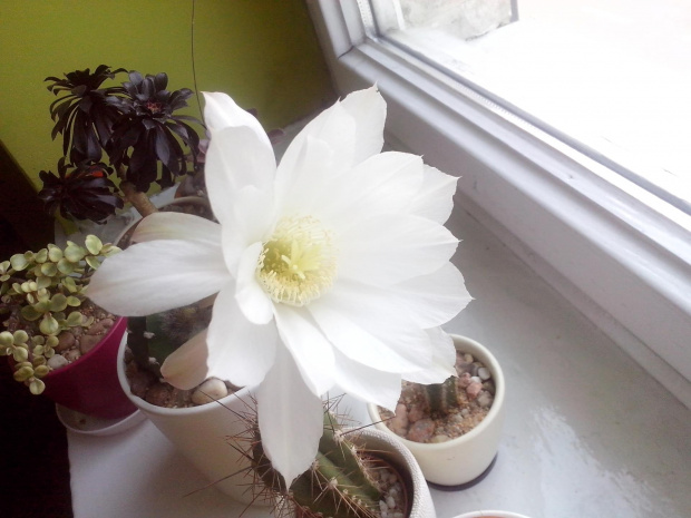 white flower_Echinopsis subdenudata