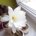 white flower_Echinopsis subdenudata