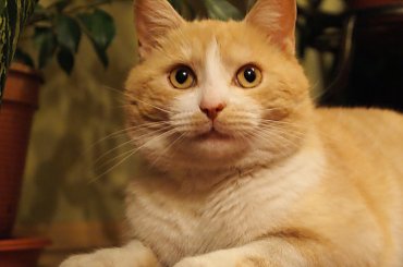 paczam :) #fajne #koty #śmieszne