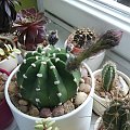 Echinopsis subdenudata