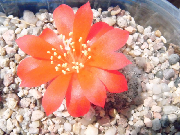 Rebutia