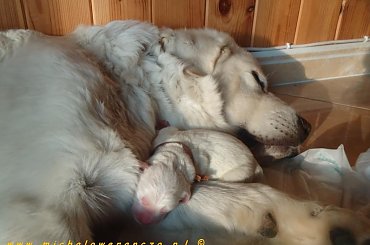 FCI,hodowla,Michałowe Ranczo,owczarek podhalański,szczeniaki,Związek kynologiczny #FCI #hodowla #MichałoweRanczo #OwczarekPodhalański #szczeniaki #ZwiązekKynologiczny